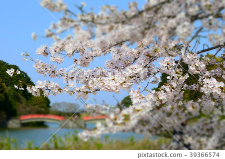 Kamezuru公園 Kamezuru公園 39366574