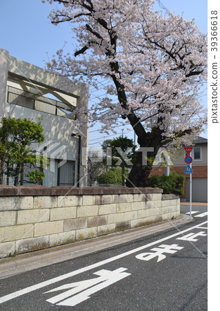 櫻花和農村調布的住宅區 39366618