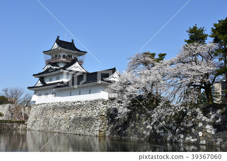Toyama Castle Spring Cherry blossoms Toyama Castle Spring Cherry blossoms 39367060