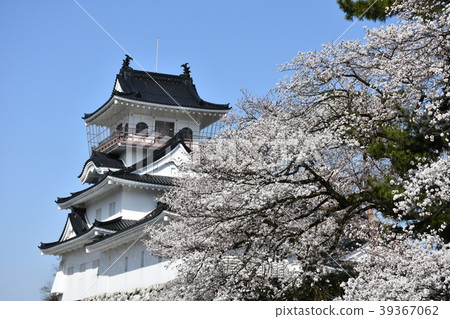Toyama Castle Spring Cherry blossoms Toyama Castle Spring Cherry blossoms 39367062