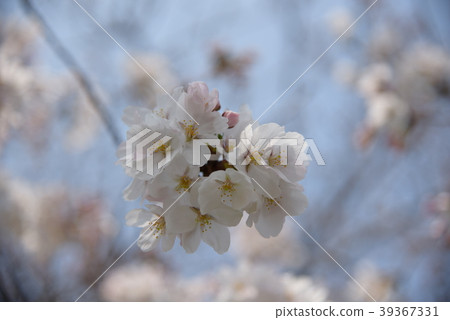 櫻花 39367331