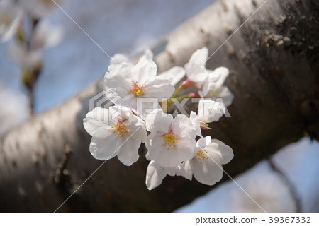 櫻花 39367332
