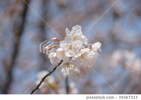 櫻花 39367333