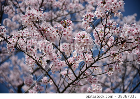 Sakura 39367335