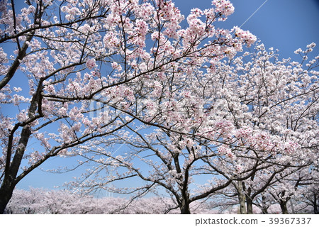 櫻花 39367337