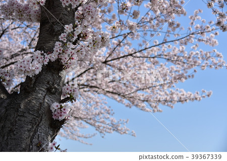 Sakura 39367339