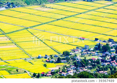 秋季鄉村景觀(九月) 秋季鄉村景觀(九月) 39367489