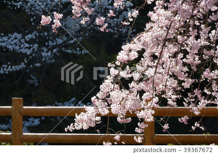Nagaoka Tenmangu Shrine Sakura 39367672