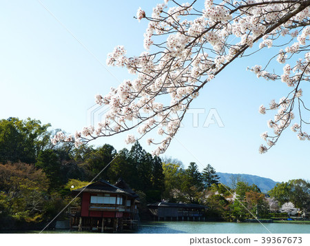 Nagaoka Tenmangu Shrine Sakura Nagaoka Tenmangu Shrine Sakura 39367673