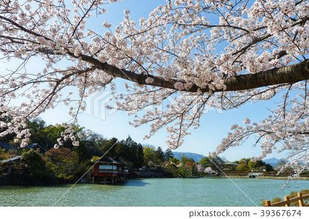 Nagaoka Tenmangu Shrine Sakura Nagaoka Tenmangu Shrine Sakura 39367674