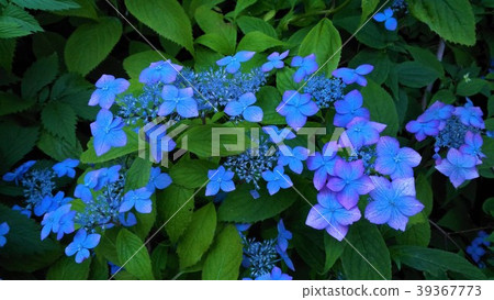 Hydrangea in Toyohira Park, Sapporo Hydrangea in Toyohira Park, Sapporo 39367773