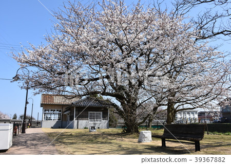 Sakura Nakajima Sakura Sakura Nakajima Sakura 39367882