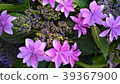 公園裡的繡球花 - 淺紫色 -  39367900