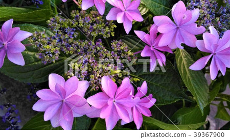 公園裡的繡球花 - 淺紫色 -  39367900