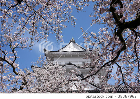 Odawara Sakura Festival Odawara Sakura Festival 39367962