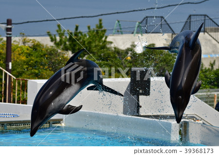 Dolphin 39368173