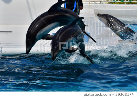 Dolphin 39368174