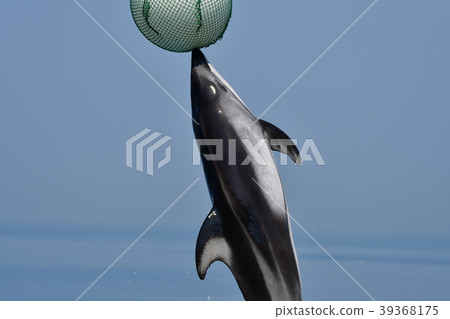 Dolphin 39368175