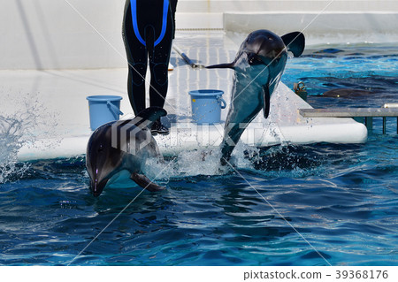 Dolphin 39368176