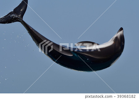 海豚 39368182