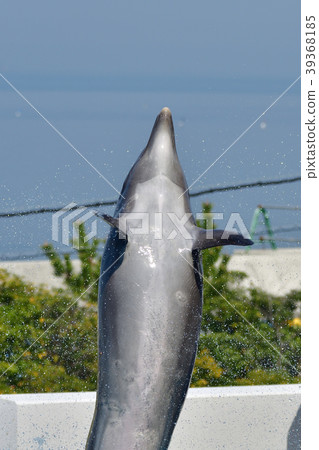Dolphin 39368185