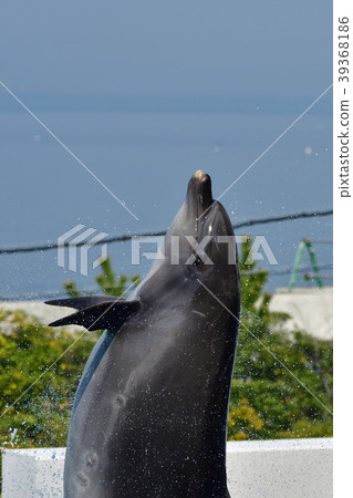 Dolphin 39368186