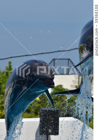 Dolphin 39368188