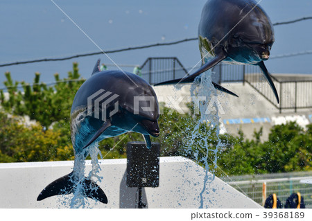 Dolphin 39368189