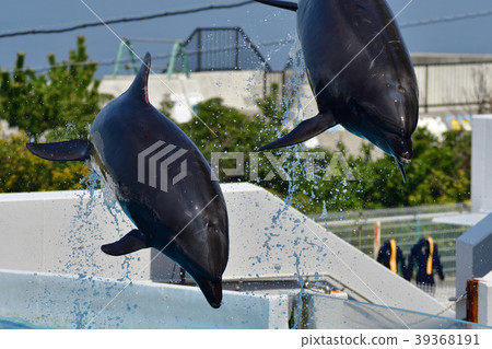 Dolphin 39368191