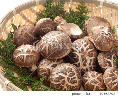Haruki Shiitake 39368208