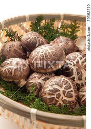 Haruki Shiitake 39368210