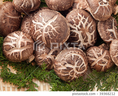 Haruki Shiitake Haruki Shiitake 39368212