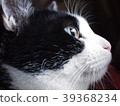 熊貓貓 39368234