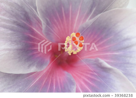 Hibiscus Hibiscus 39368238