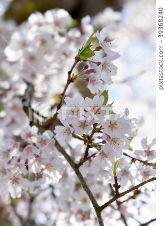 Cherry Blossoms Cherry Blossoms 39368240