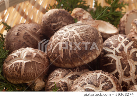 Haruki Shiitake 39368274