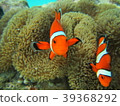小丑anemonefish 39368292