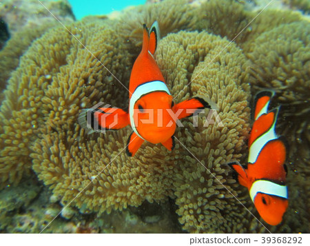 小丑anemonefish 39368292