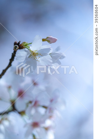 櫻花(藍色) 櫻花(藍色) 39368684