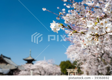 Scenery of spring temple where cherry blossoms bloom Scenery of spring temple where cherry blossoms bloom 39368692