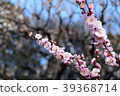 梅花盛開 39368714