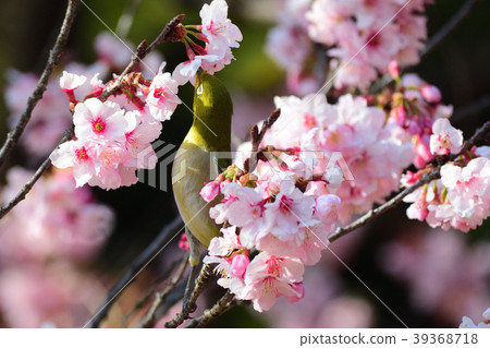 Whitetail seeking honey for hard Whitetail seeking honey for hard 39368718