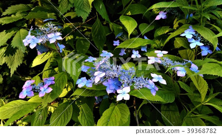 繡球花淺藍色的公園 繡球花淺藍色的公園 39368782