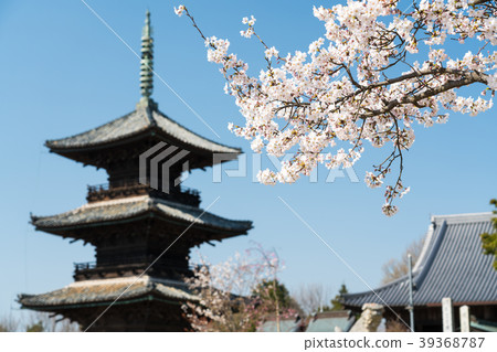 Scenery of spring temple where cherry blossoms bloom Scenery of spring temple where cherry blossoms bloom 39368787