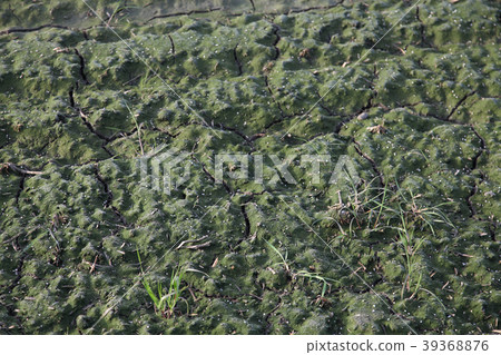 Rice field before planting rice 39368876