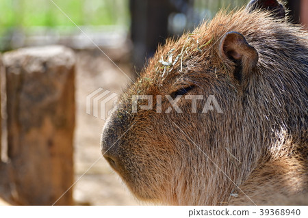 Capybara 39368940