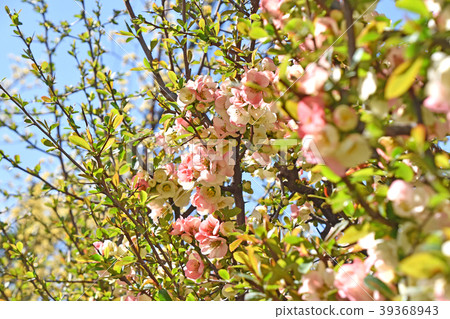 散景（皺巴巴的） 39368943