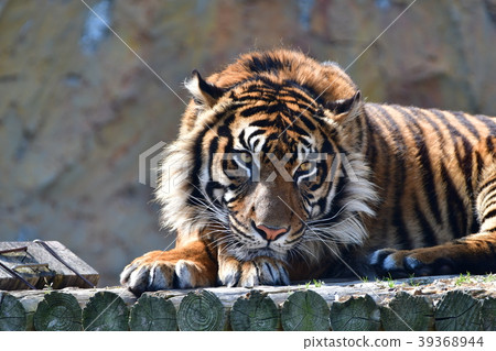 一隻老虎 39368944