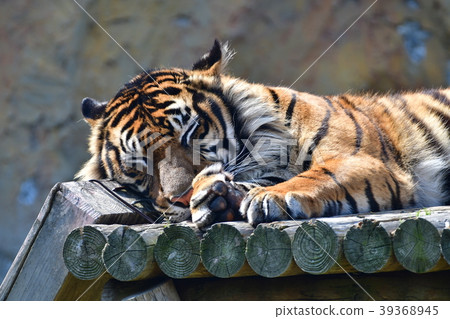 一隻老虎 39368945