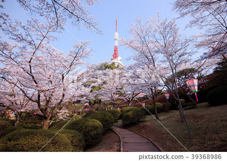 Utsunomiya City Yawatayama Park Hanami open space 39368986